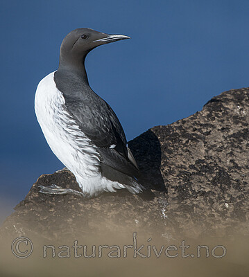 BB 15 0666 / Uria aalge / Lomvi